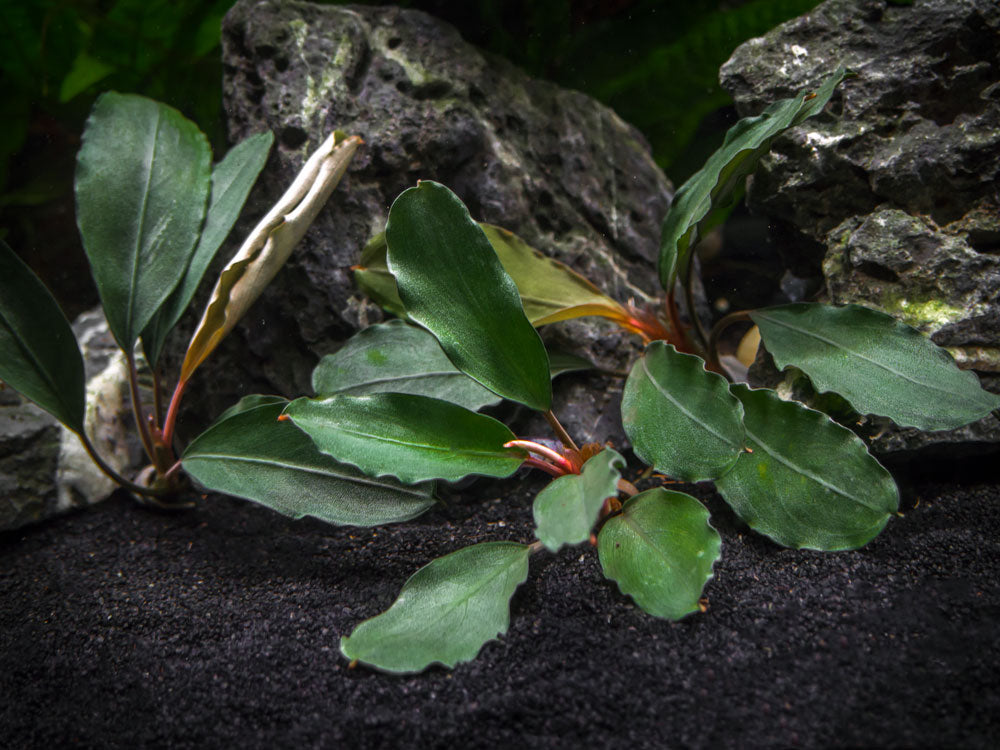 Bucephalandra Dark Africa Narrow 水上葉① Bucephalandra Dark Africa Narrow 水上葉① Bucephalandra Dark