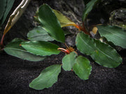 Theia Green Buce Plant (Bucephalandra sp. "Theia Green")