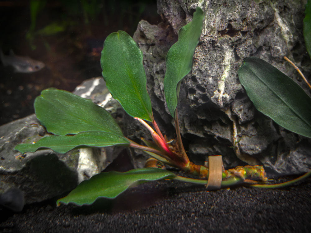 BUCEPHALANDRA Silver Gray(type green) Theia Green Buce Plant