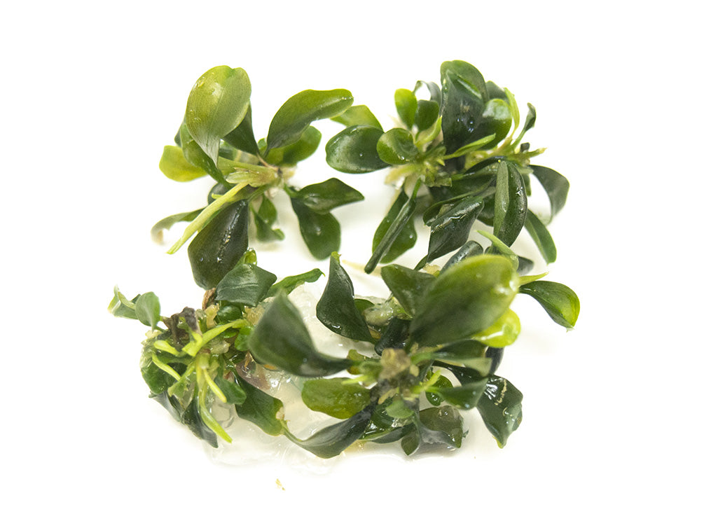 Green Buce Plant (Bucephalandra sp.) Tissue Culture