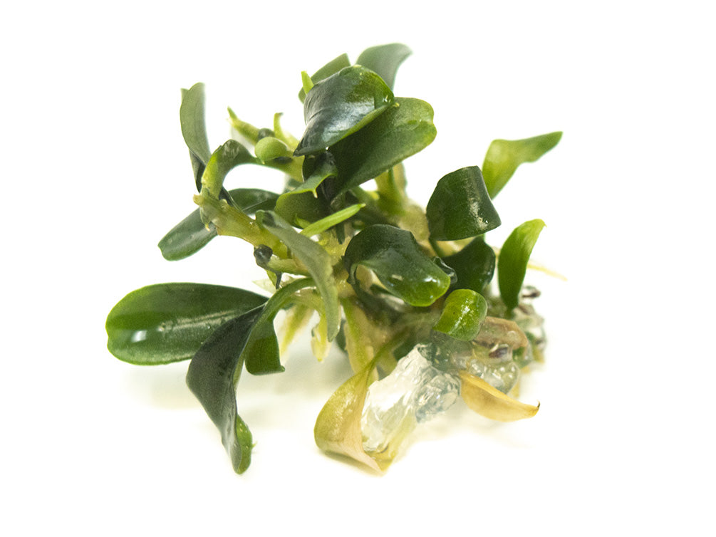 Green Buce Plant (Bucephalandra sp.) Tissue Culture