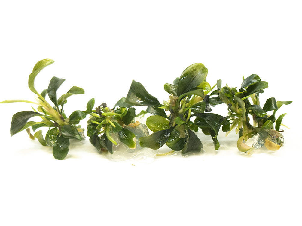 Green Buce Plant (Bucephalandra sp.) Tissue Culture