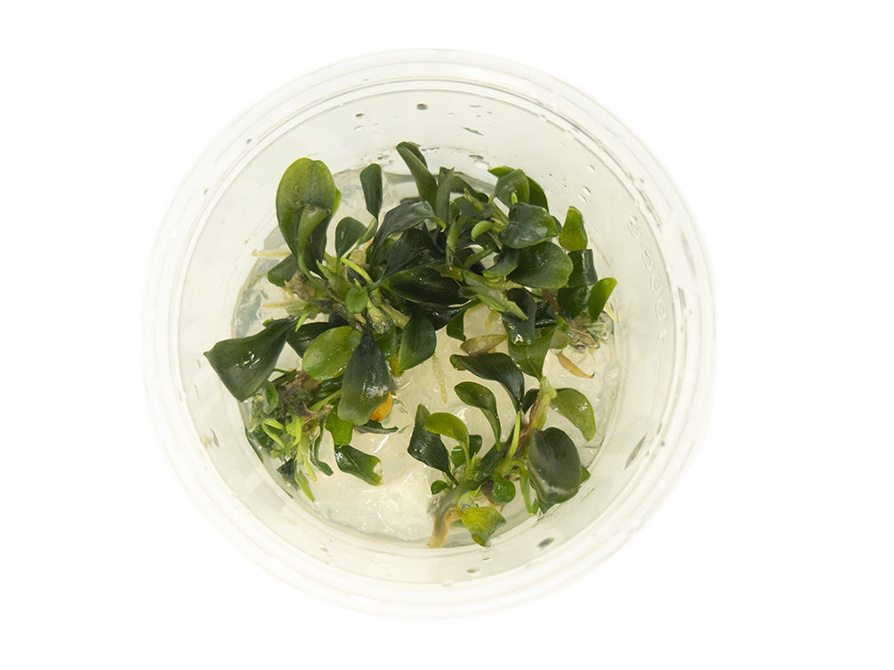 Green Buce Plant (Bucephalandra sp.) Tissue Culture