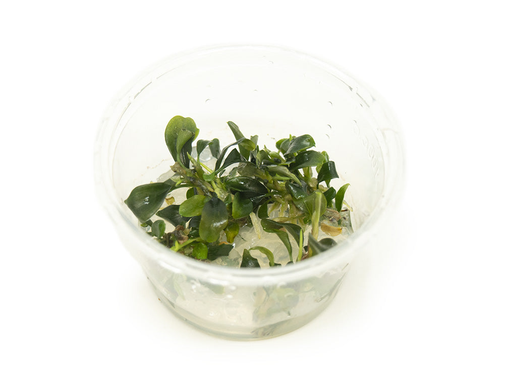 Green Buce Plant (Bucephalandra sp.) Tissue Culture