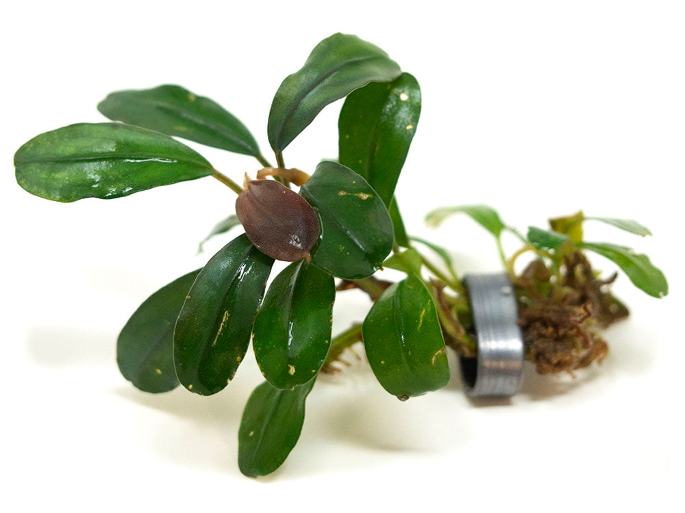 Brownie Purple Buce Plant (Bucephalandra sp. "Brownie Purple")