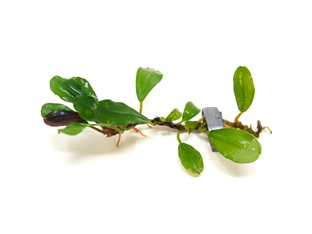 Brownie Purple Buce Plant (Bucephalandra sp. "Brownie Purple")