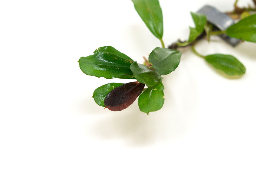 Brownie Purple Buce Plant (Bucephalandra sp. "Brownie Purple")