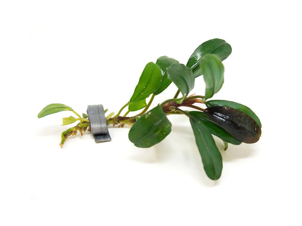 Brownie Purple Buce Plant (Bucephalandra sp. "Brownie Purple")