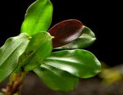 Brownie Purple Buce Plant (Bucephalandra sp. "Brownie Purple")