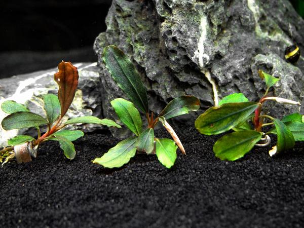 Assorted Buce Plant (Bucephalandra sp.)