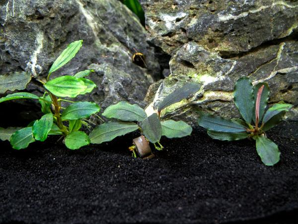 Assorted Buce Plant (Bucephalandra sp.)