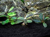 Assorted Buce Plant (Bucephalandra sp.)