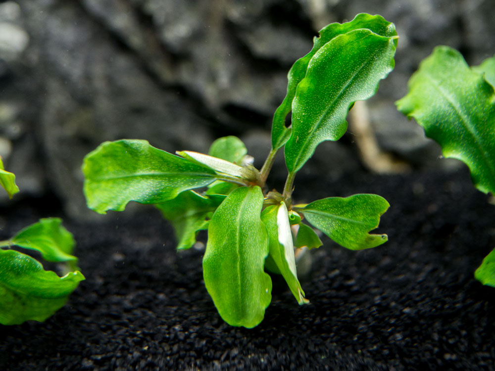 Green Wavy Buce Plant (Bucephalandra sp. "Green Wavy") Tissue Culture