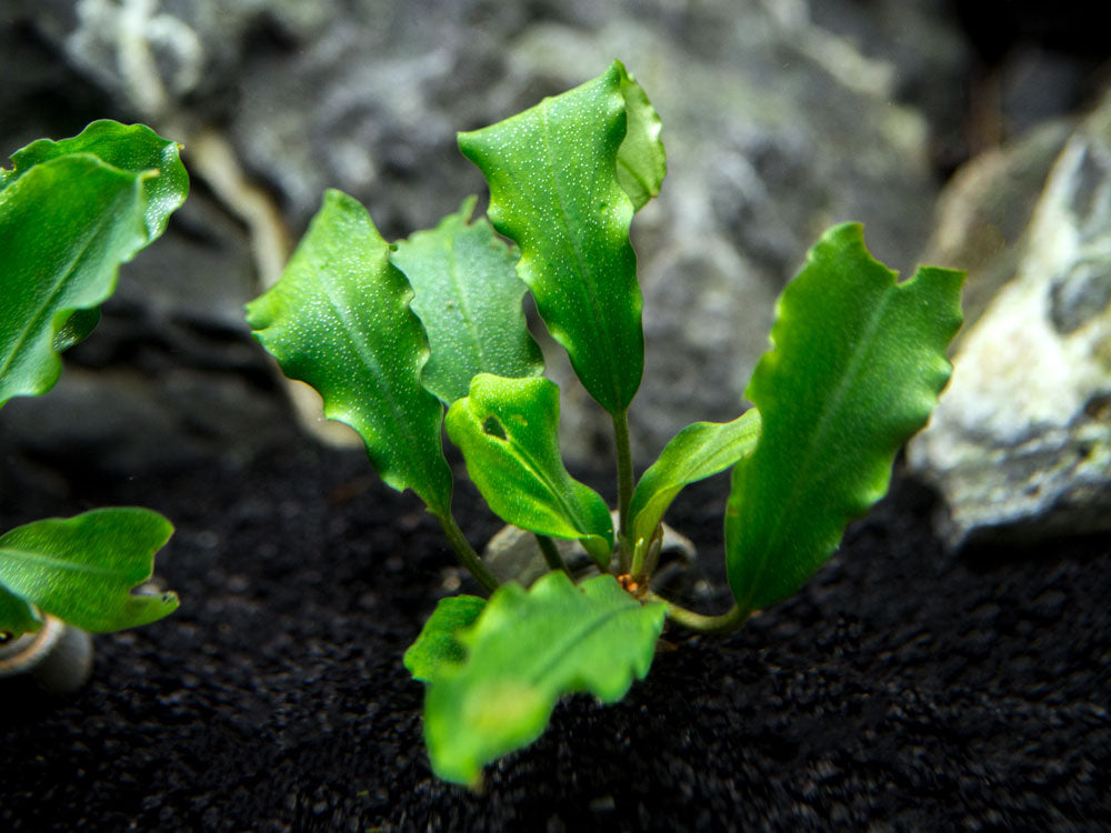 Green Wavy Buce Plant (Bucephalandra sp. "Green Wavy")