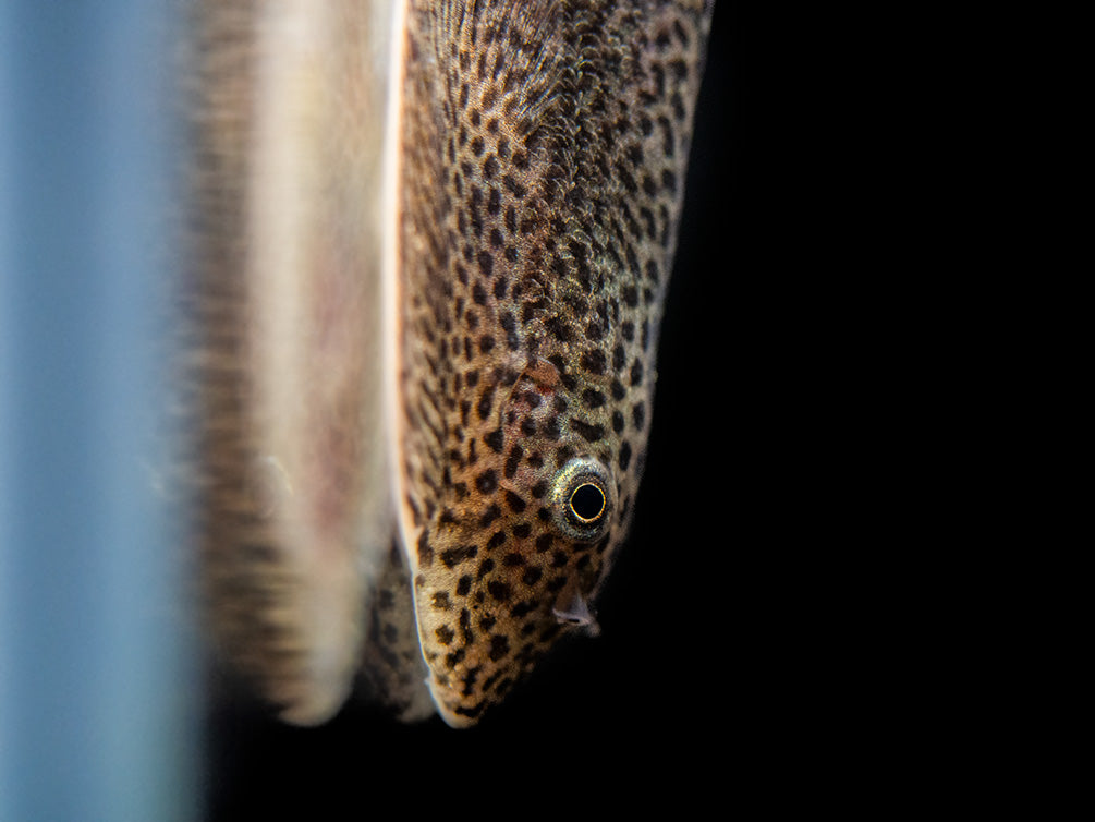 Butterfly Hillstream Loach (Beaufortia kweichowensis)