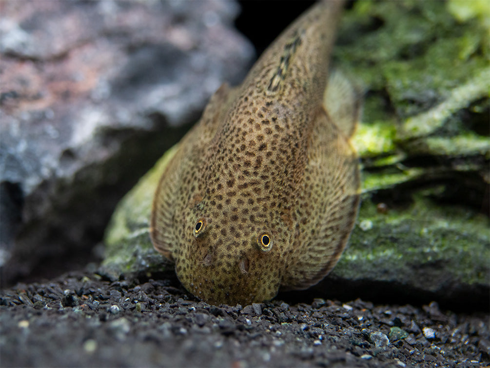 Butterfly Hillstream Loach (Beaufortia kweichowensis)