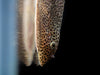 Butterfly Hillstream Loach (Beaufortia kweichowensis)