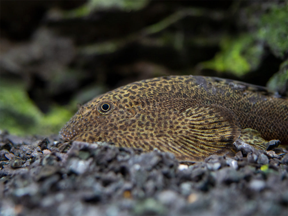 Butterfly Hillstream Loach (Beaufortia kweichowensis)