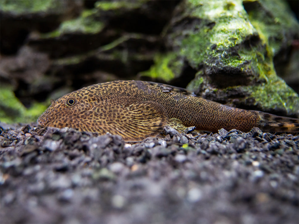 Butterfly Hillstream Loach (Beaufortia kweichowensis)