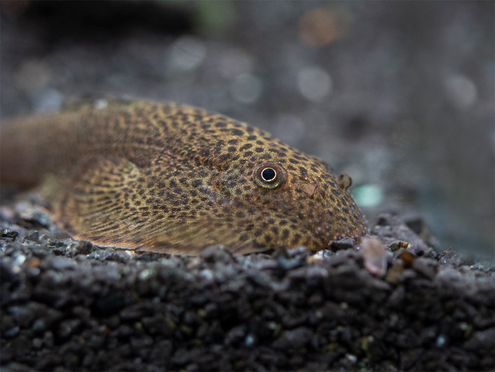 Butterfly Hillstream Loach (Beaufortia kweichowensis)