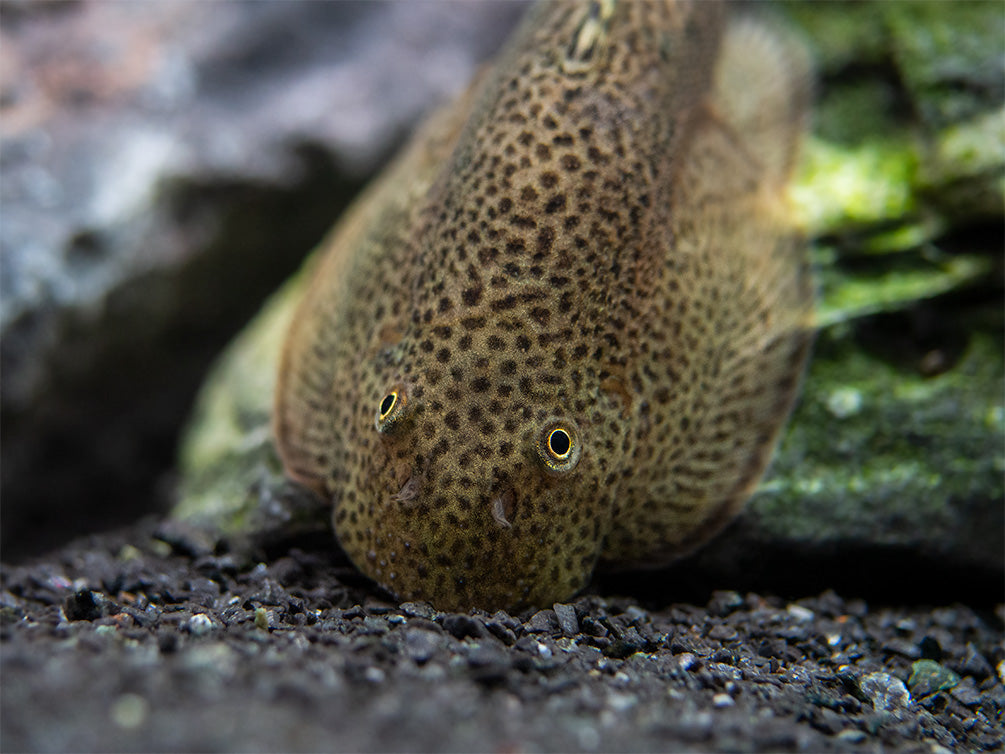 Butterfly Hillstream Loach (Beaufortia kweichowensis)