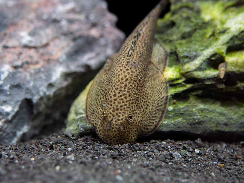 Butterfly Hillstream Loach (Beaufortia kweichowensis)