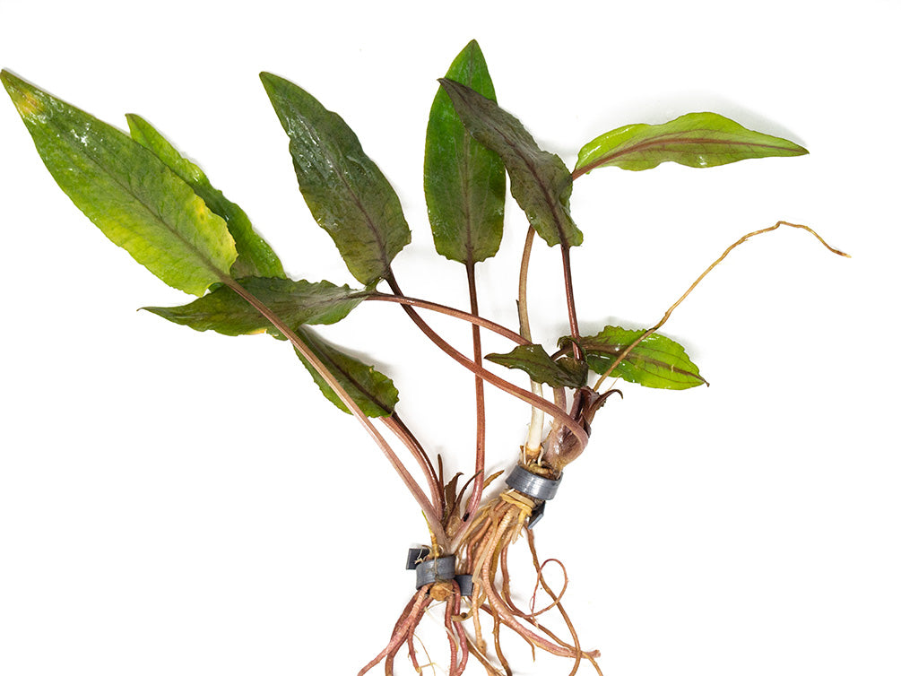 Undulated Crypt (Cryptocoryne undulata), Bare Root