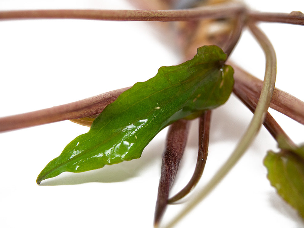 Undulated Crypt (Cryptocoryne undulata), Bare Root