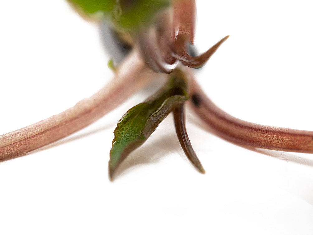 Undulated Crypt (Cryptocoryne undulata), Bare Root