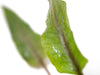 Undulated Crypt (Cryptocoryne undulata), Bare Root