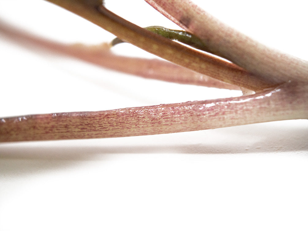 Undulated Crypt (Cryptocoryne undulata), Bare Root