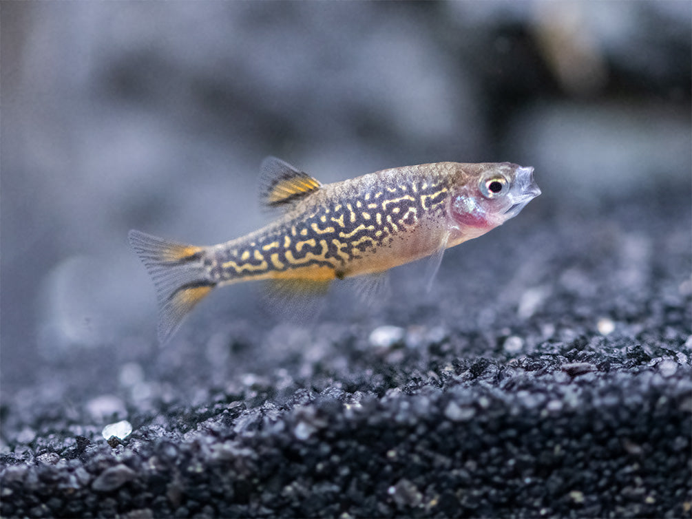 Celestial Pearl Danio AKA Galaxy Rasbora (Celestichthys margaritatus), Tank-Bred