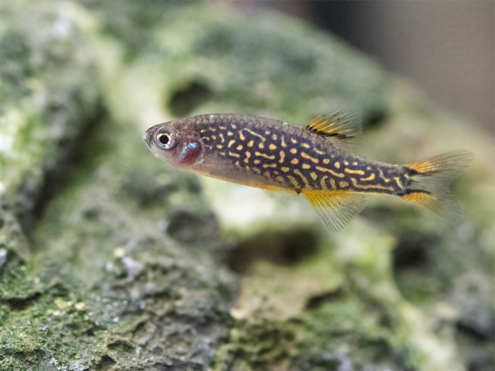 Celestial Pearl Danio AKA Galaxy Rasbora (Celestichthys margaritatus), Tank-Bred