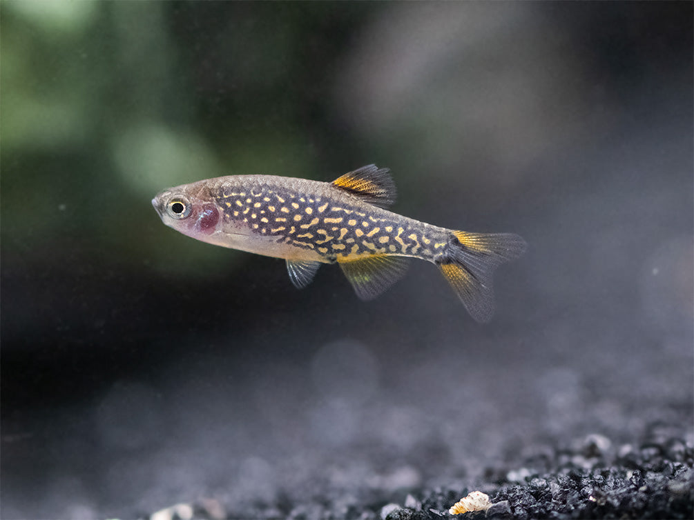 Celestial Pearl Danio AKA Galaxy Rasbora (Celestichthys margaritatus), Tank-Bred
