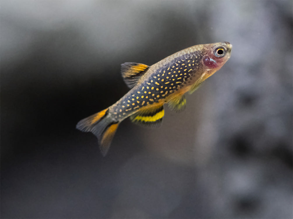 Celestial Pearl Danio AKA Galaxy Rasbora (Celestichthys margaritatus), Tank-Bred