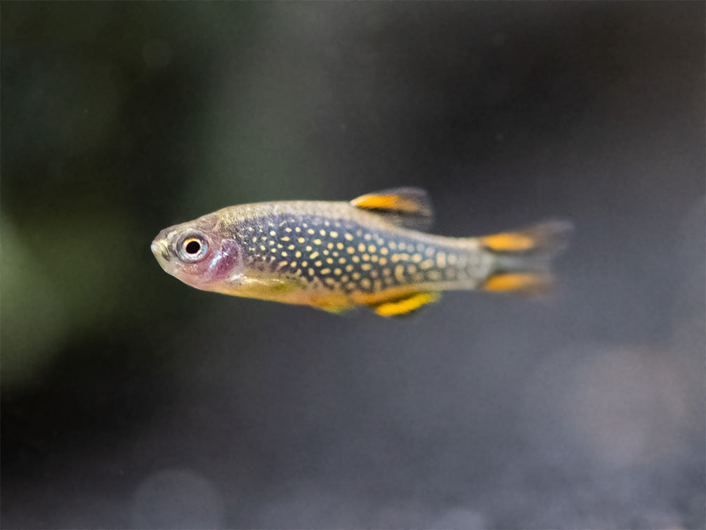 Celestial Pearl Danio AKA Galaxy Rasbora (Celestichthys margaritatus), Tank-Bred