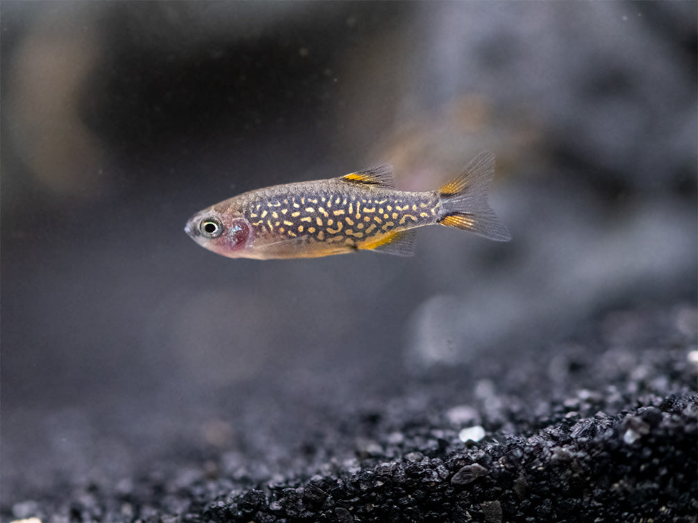 Celestial Pearl Danio AKA Galaxy Rasbora (Celestichthys margaritatus), Tank-Bred