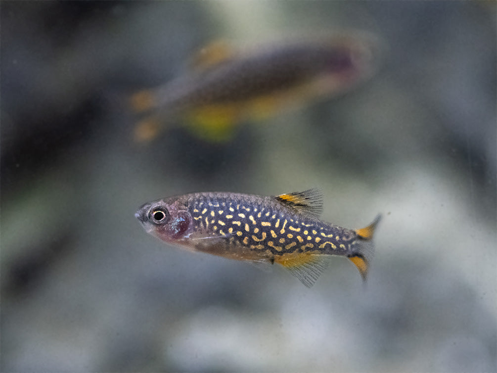 Celestial Pearl Danio AKA Galaxy Rasbora (Celestichthys margaritatus), Tank-Bred