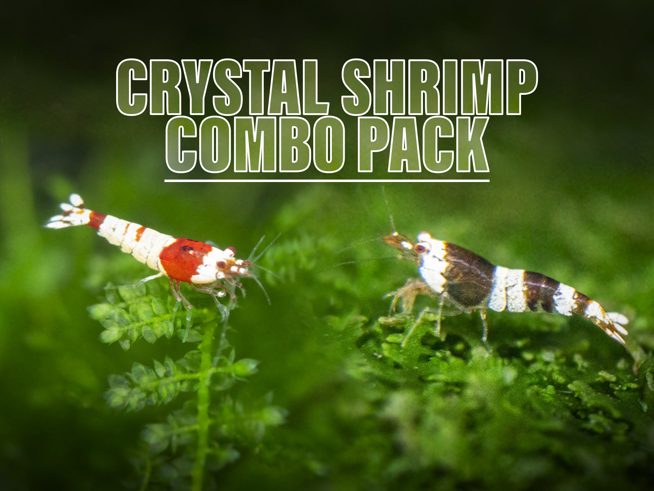 Freshwater Shrimp | Next-Day US Delivery | 100% Live Arrival Guarantee – Page 3 – Aquatic Arts Freshwater Shrimp | Next-Day US Delivery | 100% Live Arrival Guarantee – Page 3 – Aquatic Arts