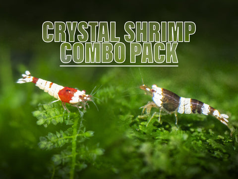 Dwarf Shrimp Rainbow Combo Pack