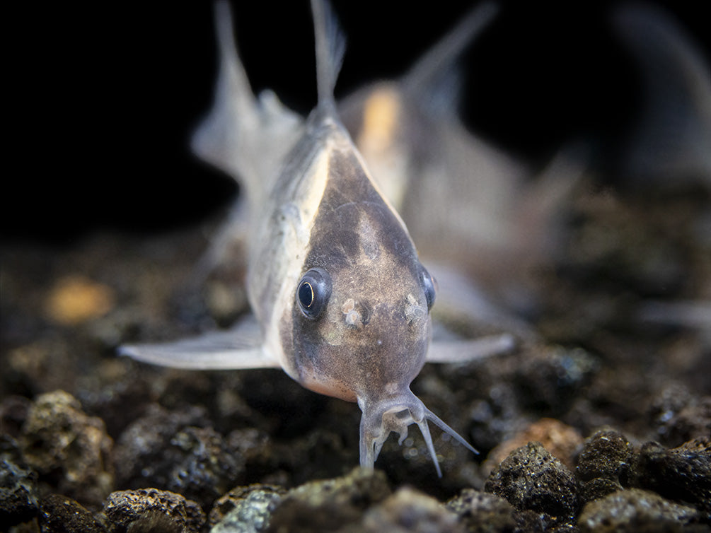 CW045 AKA False Armatus Cory Catfish (Corydoras sp. CW045)