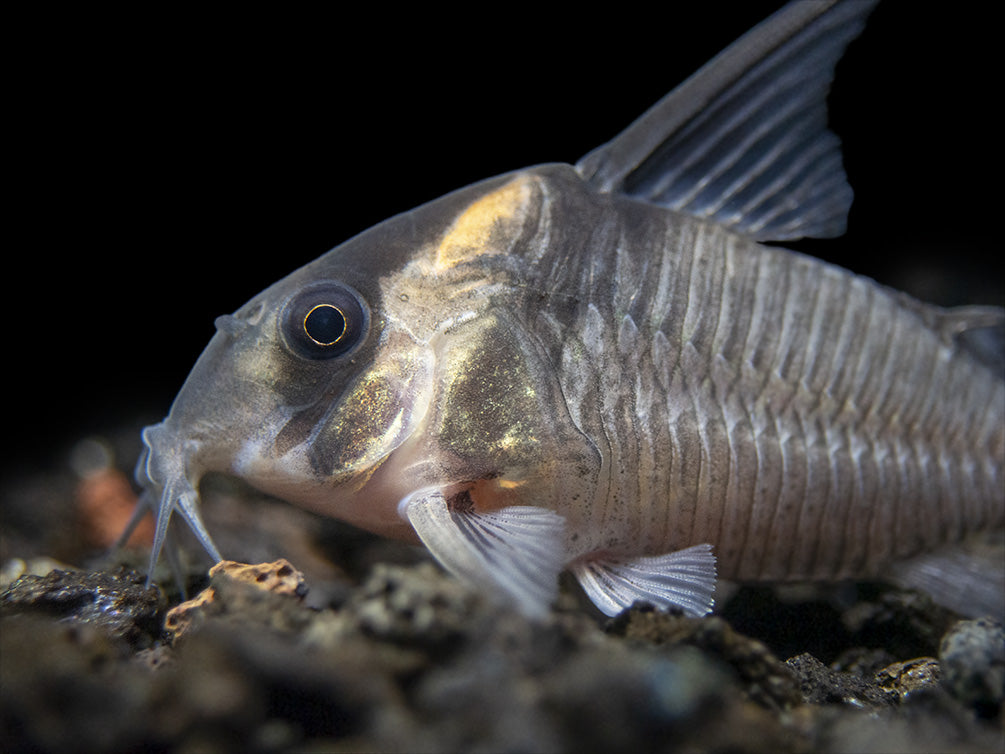 CW045 AKA False Armatus Cory Catfish (Corydoras sp. CW045)