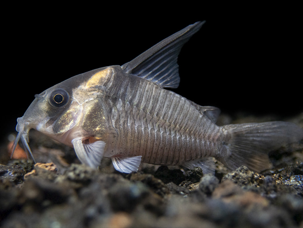 CW045 AKA False Armatus Cory Catfish (Corydoras sp. CW045)