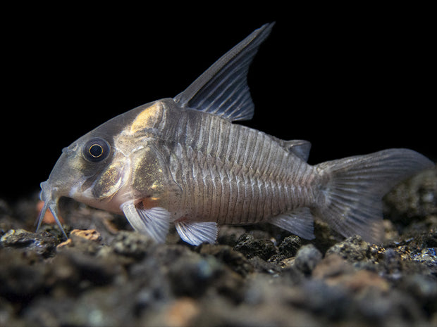 CW045 AKA False Armatus Cory Catfish (Corydoras sp. CW045)