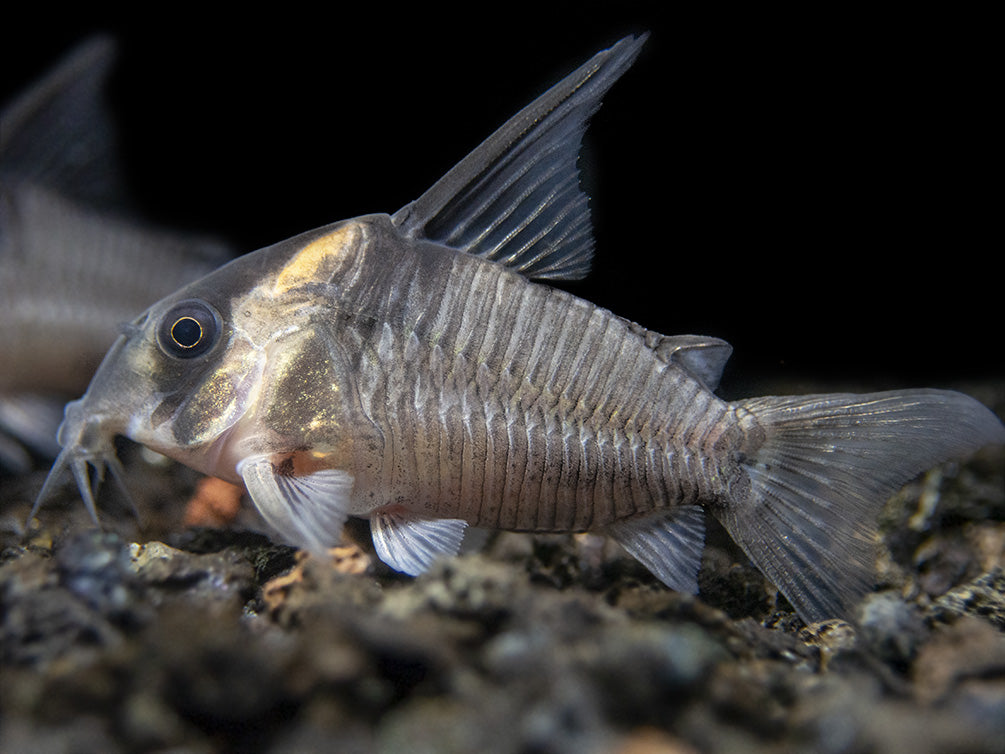 CW045 AKA False Armatus Cory Catfish (Corydoras sp. CW045)