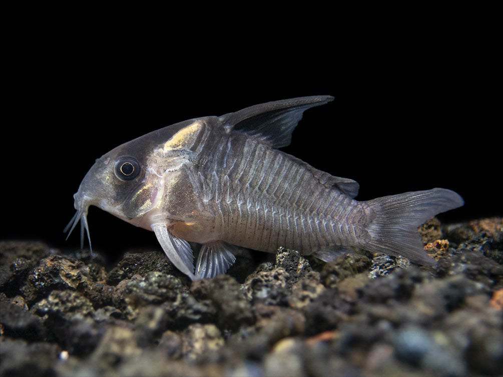 CW045 AKA False Armatus Cory Catfish (Corydoras sp. CW045) on sale ...