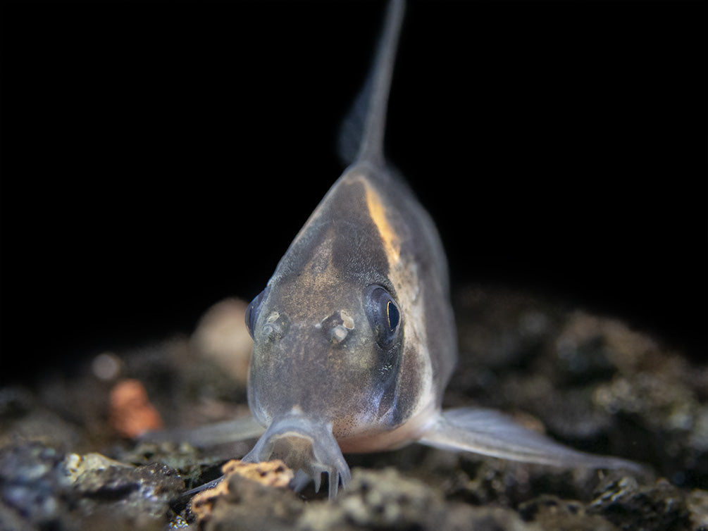 CW045 AKA False Armatus Cory Catfish (Corydoras sp. CW045)