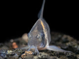 CW045 AKA False Armatus Cory Catfish (Corydoras sp. CW045)