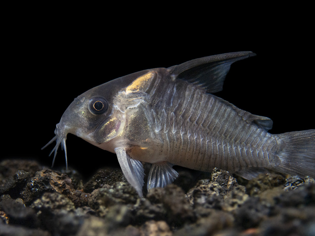 CW045 AKA False Armatus Cory Catfish (Corydoras sp. CW045)