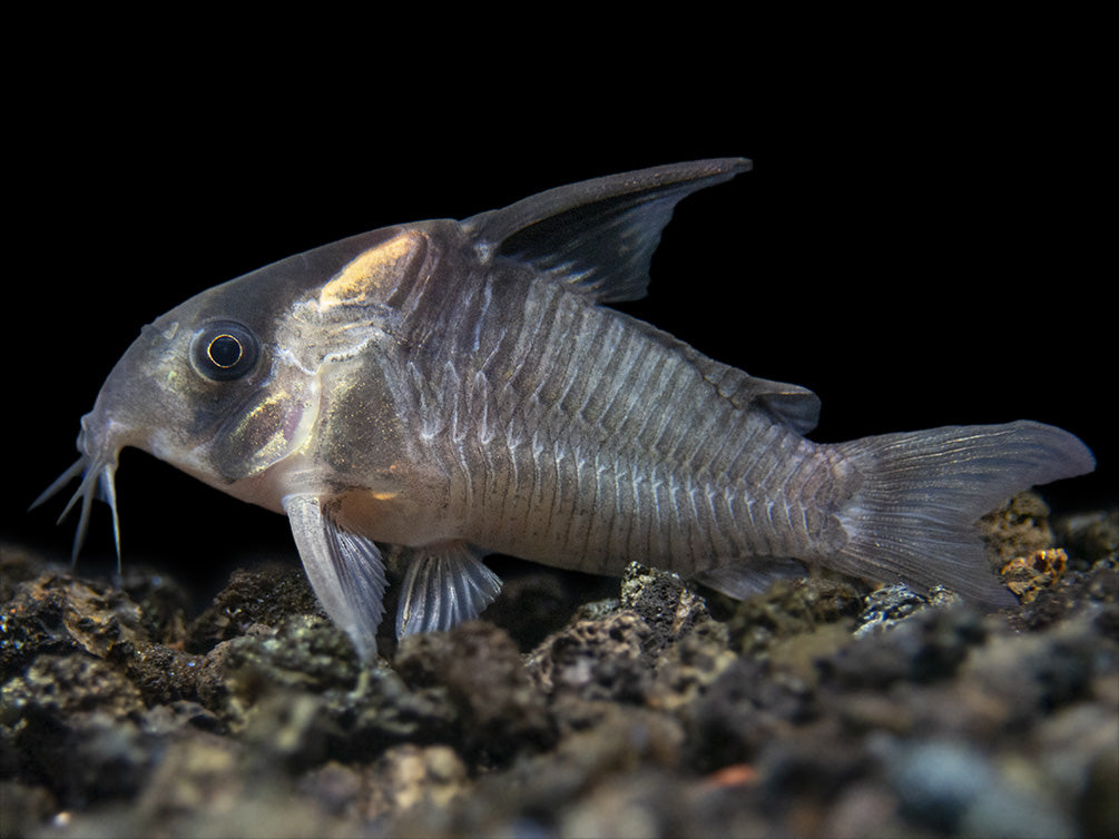 CW045 AKA False Armatus Cory Catfish (Corydoras sp. CW045)